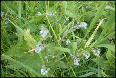 forget-me-nots